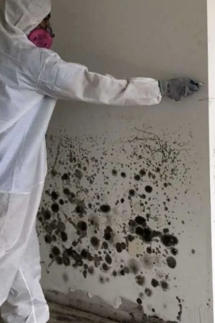 Professional mold removal in Everett WA