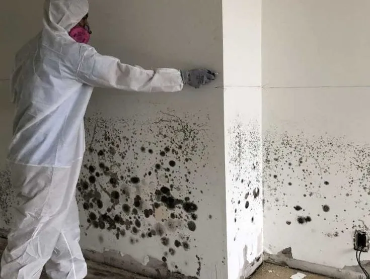 Mold testing in Everett WA