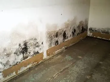 Severe water damage stains and black mold growth on drywall caused by basement flooding in North Everett WA 98201